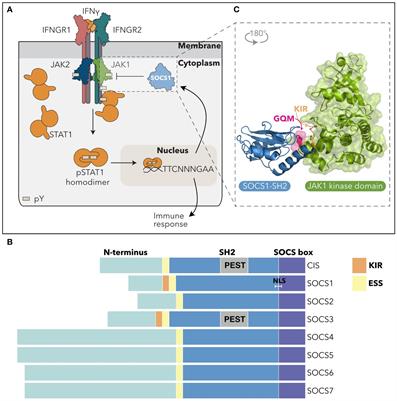 SOCS1 is a critical checkpoint in immune homeostasis, inflammation and tumor immunity